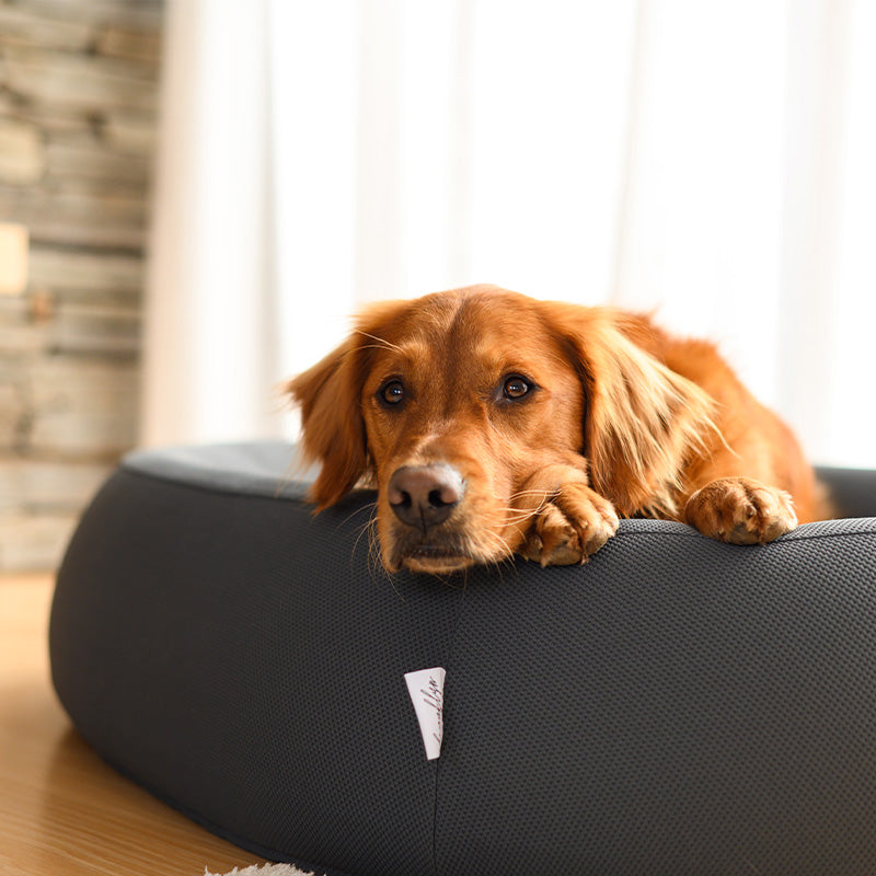 Brooklyn® Nest Dog Bed (Orthopaedic Memory Foam)