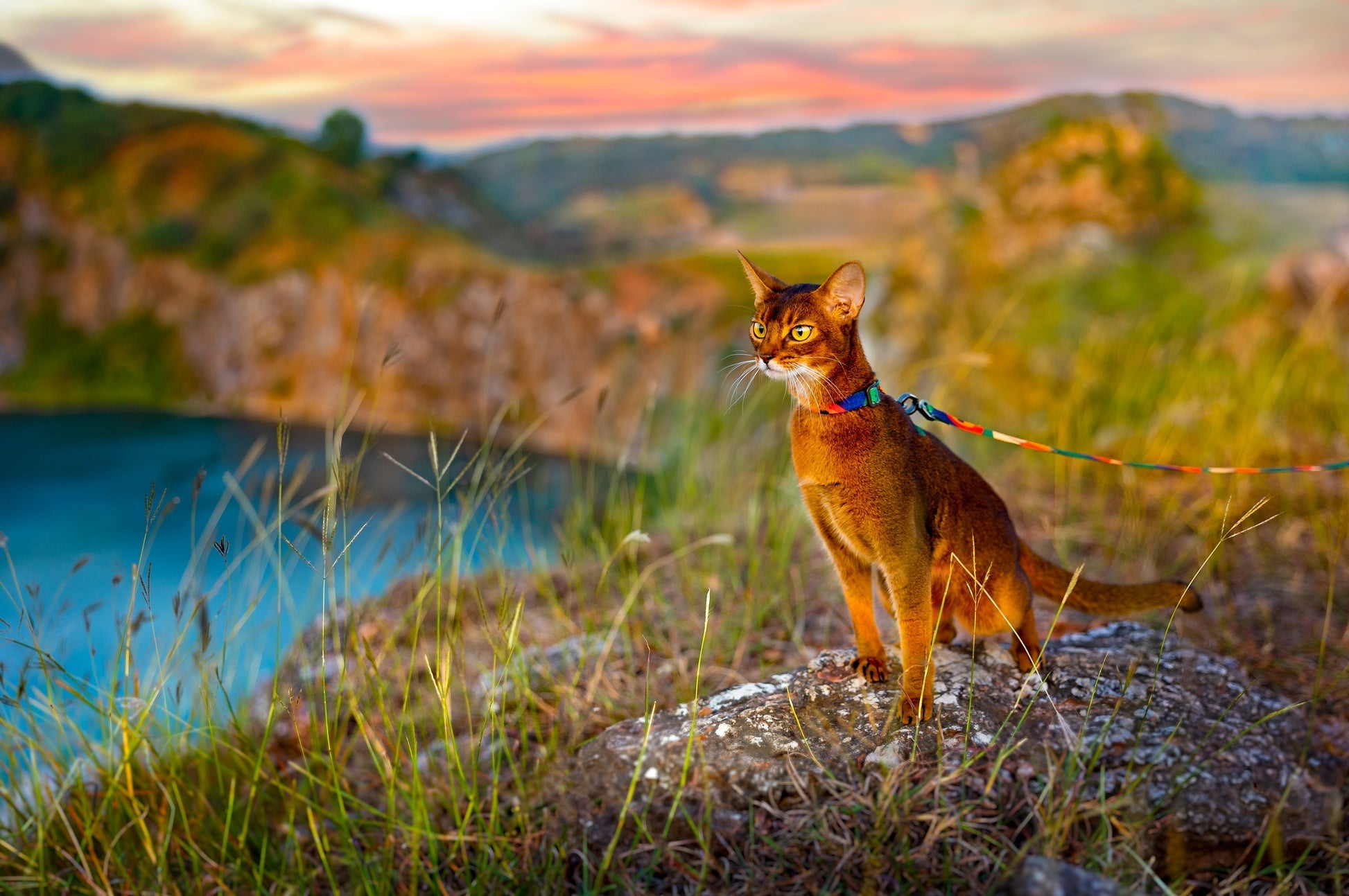 PIDAN Cat Leash & Harness