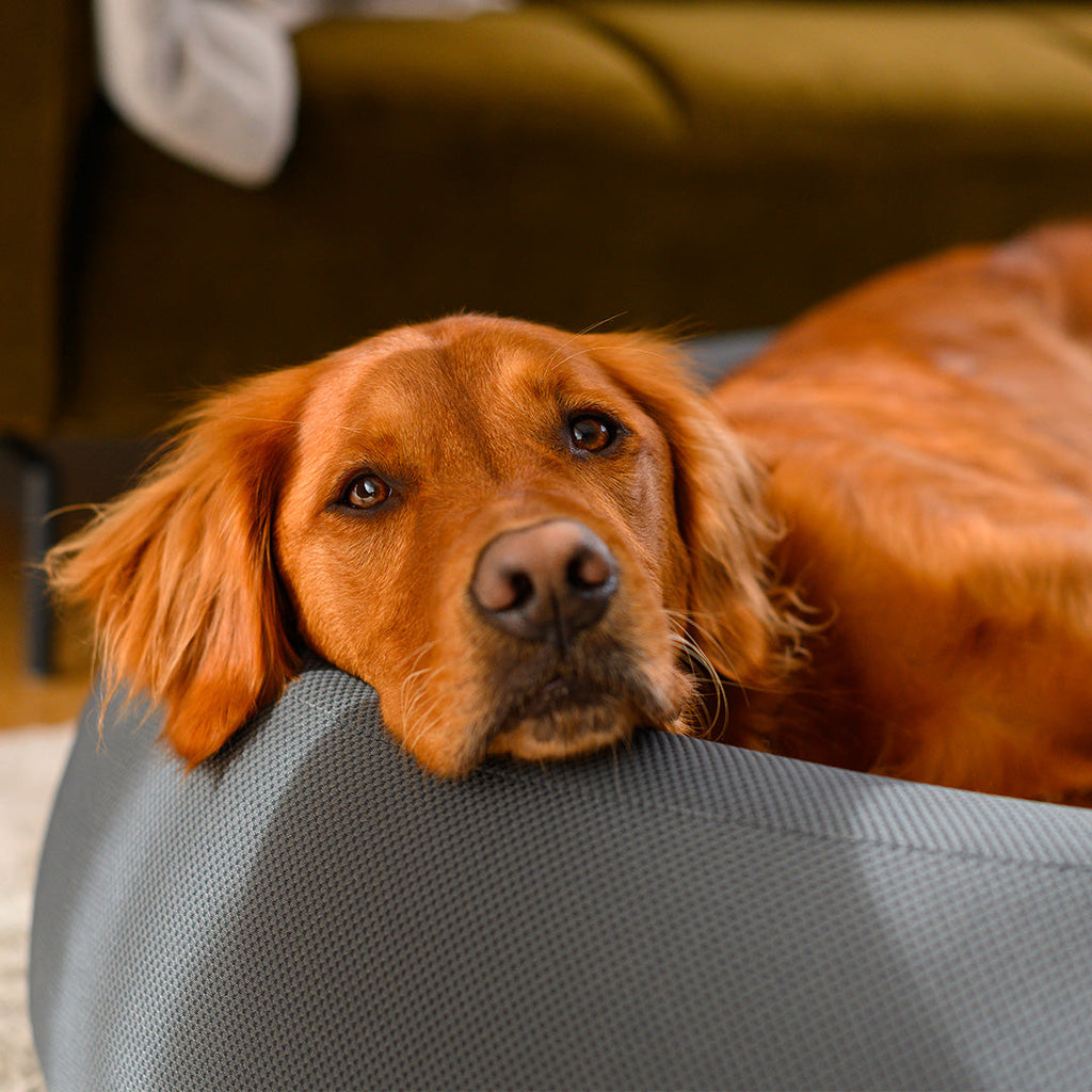 Brooklyn® Nest Dog Bed (Orthopaedic Memory Foam)